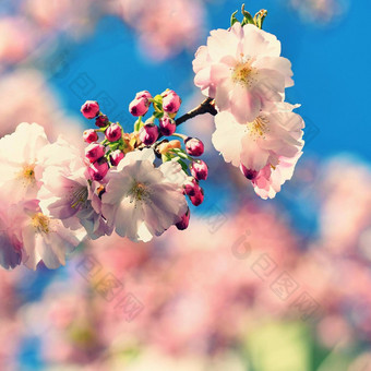 春天开花背景美丽的自然场景盛开的树太阳阳光明媚的一天春天花摘要模糊背景春天