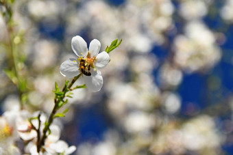 <strong>春天背景</strong>漂亮的开花树蜜蜂花自然