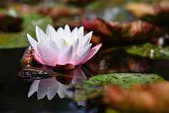 美丽的盛开的水莉莉植物色彩斑斓的自然背景按摩水疗中心放松睡莲属