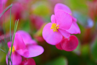 粉红色的花四季开花的秋海棠属植物花圃