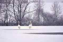 天鹅冬天美丽的鸟图片冬天自然雪