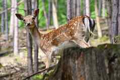 休耕的休耕的鹿女士女士美丽的自然背景动物森林日落布尔诺捷克共和国欧洲
