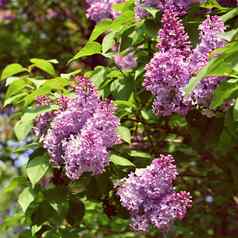 美丽的盛开的春天灌木紫色的淡紫色紫丁香模糊自然绿色背景春天