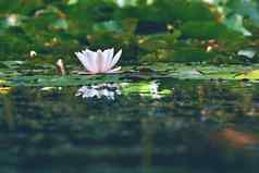 美丽的盛开的花白色水莉莉池塘睡莲属阿尔芭自然彩色的模糊背景