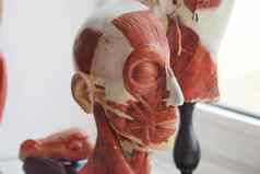 教育三维模型人类肌肉发达的系统肌肉人类头