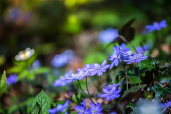 魔法春天<strong>大气</strong>关闭<strong>紫</strong>罗兰色的春天花liverleafHepatica