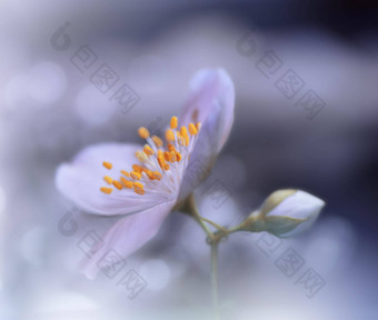 美丽的自然背景花艺术设计摘要宏摄影色彩斑斓的花盛开的春天花<strong>茉莉花</strong>开花树