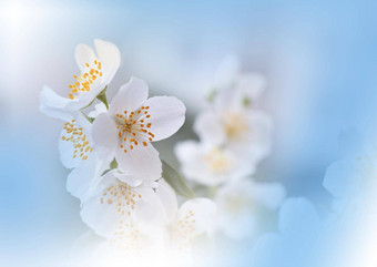 美丽的自然背景花艺术设计摘要宏摄影色彩斑斓的花盛开的春天花