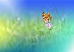 蝴蝶夏天花背景美丽的蝴蝶花有创意的艺术壁纸