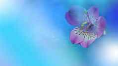 紫罗兰色的春天花蓝色的背景美丽的自然壁纸网络横幅设计艺术摄影艺术花背景水疗中心滴水
