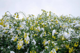 春天降雪覆盖开花油菜籽场