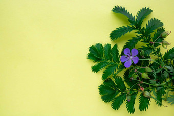 黄色的背景叶子绿色草拉普恰特基蓝色的花草地天竺葵