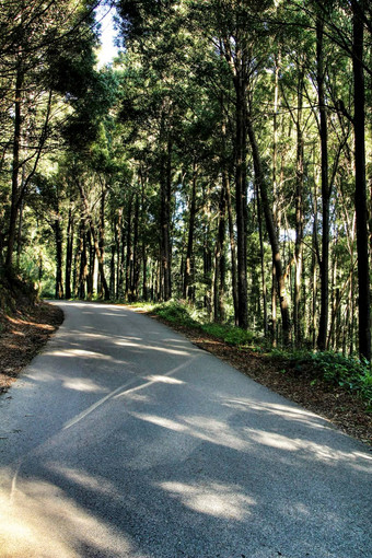 路穿越多叶的森林辛特拉山