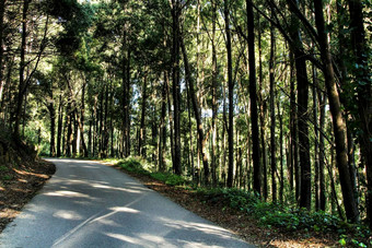 路穿越多叶的森林辛特拉山