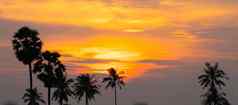 热带棕榈椰子树日落天空耀斑散景自然背景