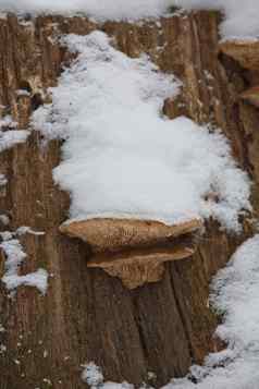 特写镜头腐烂的树桩树蘑菇覆盖雪水平树干冬天捷克共和国