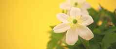 盛开的银莲花明亮的白色花