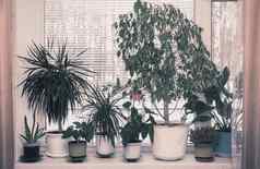 各种室内植物窗台上
