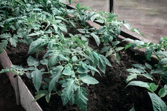 幼苗日益增长的西红柿成长温室
