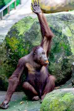 常见的黑猩猩锅穴居人提高手吃水果动物园