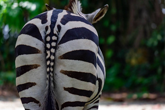 ccloseup拍摄屁股常见的burchell的斑马科仕斑驴公园新加坡