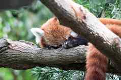 红色的熊猫ailurus富尔根懒惰的红色的熊猫熊树