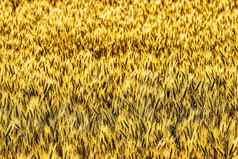 金耳朵年轻的黑麦基斯晚上射线太阳概念农业培养谷物