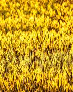 金耳朵年轻的黑麦基斯晚上射线太阳概念农业培养谷物