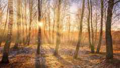 太阳的射线打破桦树non-melting雪地面桦木森林春天