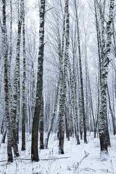 桦木格罗夫降雪冬天一天桦木分支机构覆盖卡住了雪