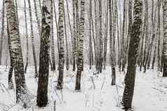 桦木格罗夫降雪冬天一天桦木分支机构覆盖卡住了雪