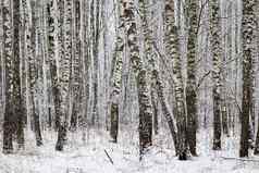 桦木格罗夫降雪冬天一天桦木分支机构覆盖卡住了雪