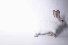 白色兔子红色的眼睛白色背景孤立的复制空间