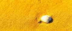 自然海壳牌说谎桑迪海滩洗水阳光明媚的一天