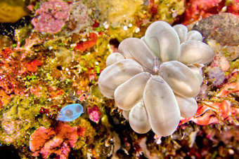 珊瑚同桌的虾布纳肯国家<strong>海洋公园</strong>印尼