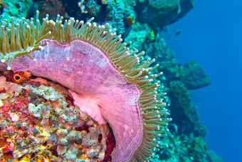 华丽的海海葵ritteri海葵lembeh北苏拉威西岛印尼