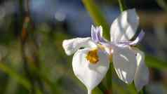白色虹膜花开花园艺加州美国精致的布鲁姆春天早....花园滴新鲜的露水花瓣春天植物区系软焦点自然植物关闭背景