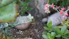 观赏花园花首页园艺加州美国装饰植物花卉栽培植物区系布鲁姆多汁的植物颜色