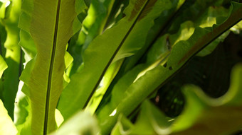 鸟的巢蕨类植物黑暗绿色叶子异国情调的热带亚马逊丛林热带雨林时尚的时尚的植物大气自然郁郁葱葱的树叶生动的绿色植物天堂审美Asplenium尼杜斯植物叶