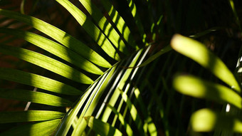 异国情调的丛林热带雨林热带大气棕榈新鲜的多汁的叶状体叶子亚马逊森林花园对比黑暗自然绿色植物郁郁葱葱的树叶常绿生态系统天堂审美背景