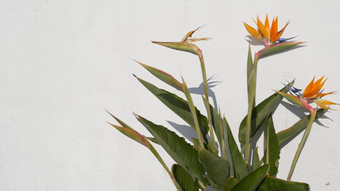 鹤望兰鸟天堂热带起重机花加州美国橙色异国情调的花开花影子白色墙自然时尚的室内植物首页园艺这些洛杉矶夏季大气