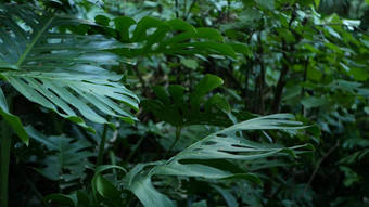 异国情调的monstera丛林热带雨林热带大气新鲜的多汁的叶状体叶子亚马逊密集的<strong>杂草丛生</strong>的深森林黑暗自然绿色植物郁郁葱葱的树叶常绿生态系统天堂平静审美