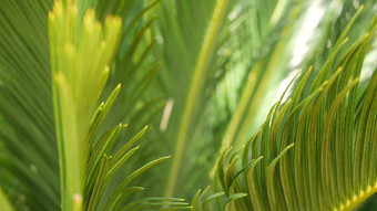 苏铁属植物蕨类植物叶子森林加州美国绿色新鲜的多汁的自然植物叶子encephalartos扎米亚科dioon棕榈郁郁葱葱的树叶热带丛林热带雨林森林<strong>大气</strong>花园设计