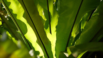 鸟的巢蕨类植物黑暗绿色叶子异国情调的热带亚马逊丛林热带雨林时尚的时尚的植物大气自然郁郁葱葱的树叶生动的绿色植物天堂审美Asplenium尼杜斯植物叶