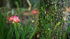 小小苍兰风信子紫色的花森林加州美国春天早....大气精致的小紫罗兰色的粉红色的绿色植物春天仙女植物纯新鲜荒野木生态系统