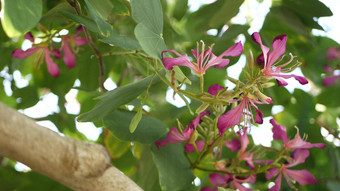 紫色的<strong>紫荆花</strong>兰花树花开花加州美国紫罗兰色的异国情调的热带布鲁姆丛林热带雨林大气软焦点生动的黑暗品红色的自然植物花精致的花瓣关闭