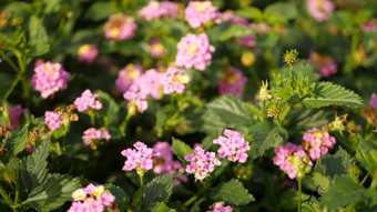 lantara卡马拉黄色的粉红色的花花园加州美国umbelanterna春天纯色彩斑斓的布鲁姆浪漫的植物大气精致的温柔的开花春天光颜色新鲜的平静早....