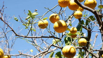 柑橘类橙色<strong>水果</strong>只无叶的树加州美国春天花园美国当地的农业农场种植园<strong>家园</strong>园艺多汁的新鲜的异国情调的热带收获分支蓝色的天空