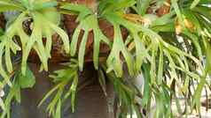 埃尔克霍恩鹿角蕨类植物绿色叶子异国情调的热带亚马逊丛林热带雨林植物大气自然郁郁葱葱的树叶生动的绿色植物天堂审美桔梗分叉多汁的新鲜的植物