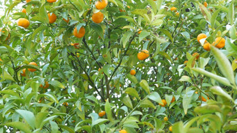 柑橘类橙色普通话<strong>水果</strong>树加州美国春天花园美国当地的农业农场种植园<strong>家园</strong>园艺多汁的新鲜的叶子异国情调的热带树叶收获分支
